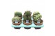 Cactus mix Cactus Mix (Decorum) 