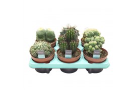 Cactus mix Cactus Mix (Decorum)