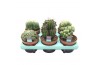 Cactus mix Cactus Mix (Decorum)