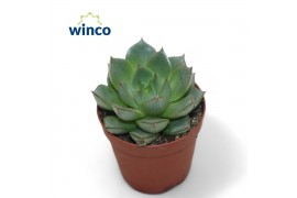 Echeveria Echeveria Fabiola1 bl.