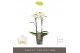 Phalaenopsis multiflora wit Optimost Zeus 2 spike25 bl. 2 tak/plnt 500 