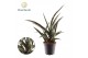 Sansevieria trifasciata Sansevieria trifasciata Megan overig pp 