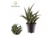 Sansevieria trifasciata Sansevieria trifasciata Megan overig pp 