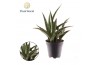 Sansevieria trifasciata Sansevieria trifasciata Megan overig pp