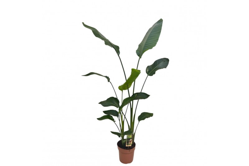 Strelitzia nicolai Strelitzia Nicolai - hoogte 150-160@ zonder bloem b 