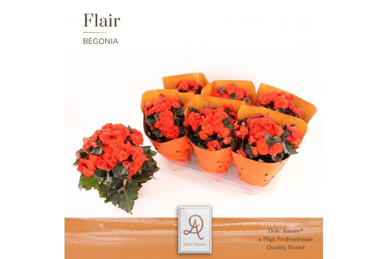 Begonia mocca orange Begonia Mocca Orange P14 DolcAmore® Flair Metalli 