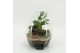 Arrangementen kamerplanten GRCR-2608 Green Essentials terrarium 3 pp 