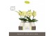 Phalaenopsis geel Tablo Limoncello 2 spike in Abruzzo White Aquo 25 bl 