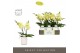 Phalaenopsis geel Tablo Limoncello 2 spike in Molise White Aquo 25 bl. 