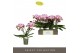 Phalaenopsis roze Tablo Bellini 2 spike25 bl. 2 tak/plnt 