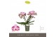 Phalaenopsis roze Tablo Bellini 2 spike25 bl. 2 tak/plnt 
