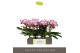 Phalaenopsis roze Tablo Bellini 2 spike25 bl. 2 tak/plnt 