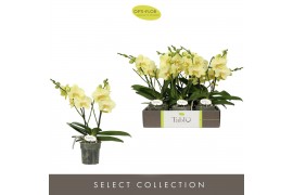 Phalaenopsis geel Tablo Limoncello 2 spike25 bl. 2 tak/plnt
