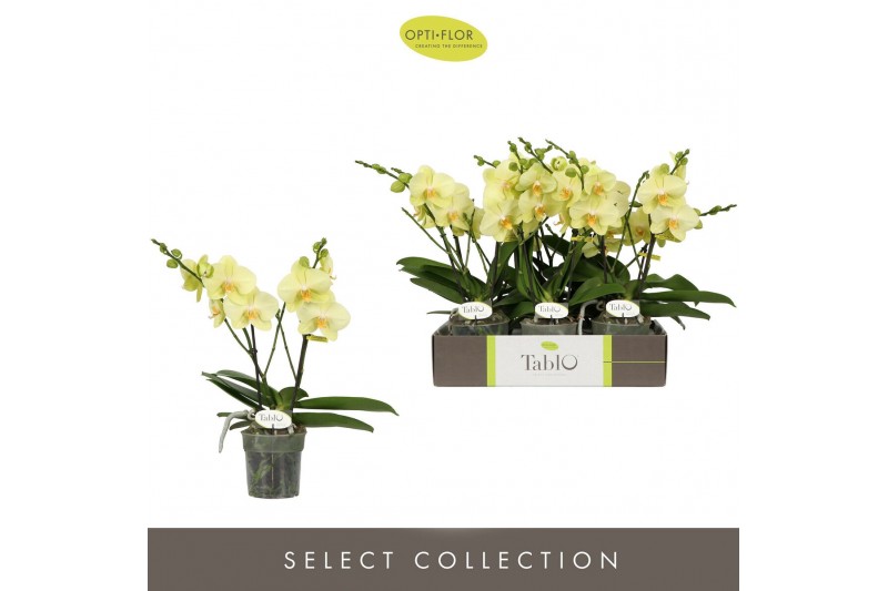 Phalaenopsis geel Tablo Limoncello 2 spike25 bl. 2 tak/plnt 