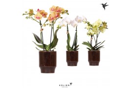 Phalaenopsis multiflora Kolibri Orchids Phalaenopsis mix 2 spike in Cl