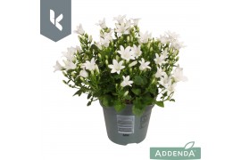Campanula port. ambella white Campanula Ambella Intense White