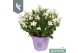 Campanula port. ambella white Campanula Ambella Intense White in ton s 