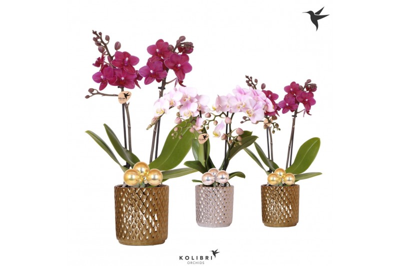 Phalaenopsis multiflora Kolibri Orchids Phalaenopsis mix 2 spike in Di 