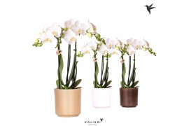 Phalaenopsis multiflora Kolibri Orchids Phalaenopsis white 3 spike in 