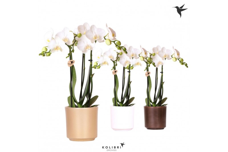 Phalaenopsis multiflora Kolibri Orchids Phalaenopsis white 3 spike in  