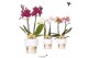 Phalaenopsis mix Kolibri Orchids Phalaenopsis mix 2 spike in Lush pot  