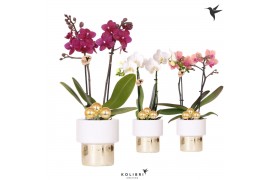 Phalaenopsis mix Kolibri Orchids Phalaenopsis mix 2 spike in Lush pot 