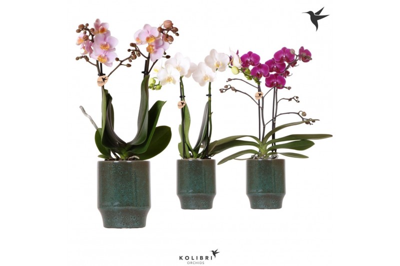 Phalaenopsis multiflora Kolibri Orchids Phalaenopsis mix 2 spike in Cl 