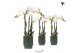 Phalaenopsis multiflora wit Kolibri Orchids Phalaenopsis white 3 spike 