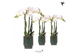 Phalaenopsis multiflora wit Kolibri Orchids Phalaenopsis white 3 spike