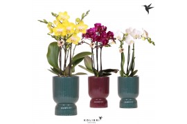 Phalaenopsis multiflora Kolibri Orchids Phalaenopsis mix 3 spike in Di