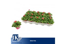 Bellis perennis rusher rose Bellis Pink p10.5