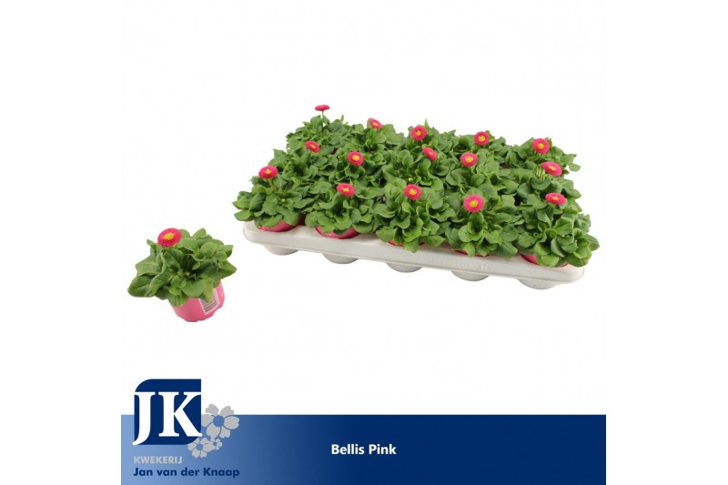Bellis perennis rusher rose Bellis Pink p10.5 