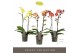 Phalaenopsis multiflora mix Exclusivo Mix 2 spike18 bl. 2 tak/plnt 500 