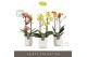 Phalaenopsis multiflora mix Exclusivo Mix 2 spike in Molise White Aquo 