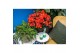 Rhododendron simsii hortinno christine siena Hortinno® Home rood 25 -  