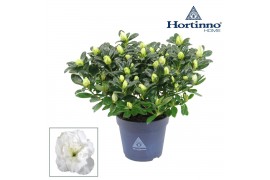 Rhododendron hortinno christine bel Hortinno® Home wit 25 - 27 cm 25 c