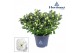 Rhododendron simsii hortinno christine belli Hortinno® Home Christine  