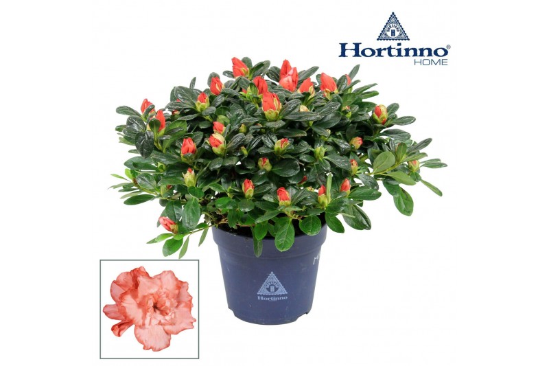 Rhododendron simsii hortinno christine magic Hortinno® Home Christine  