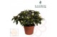 Rhododendron simsii wit Azalea Flandresse® wit 30 - 32 cmcm diameter   