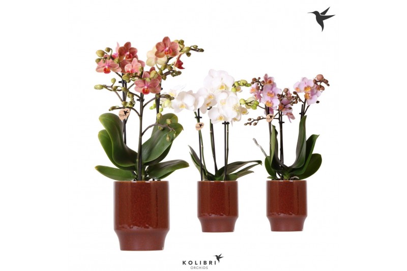Phalaenopsis multiflora Kolibri Orchids Phalaenopsis mix 3 spike in Cl 