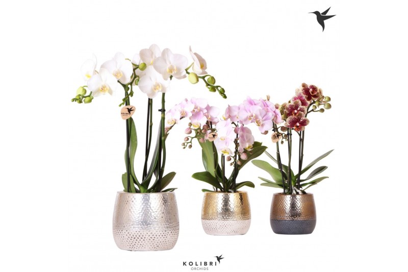 Phalaenopsis mix Kolibri Orchids Phalaenopsis mix 3 spike in Elite pot 
