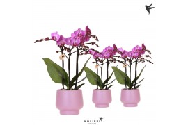 Phalaenopsis multiflora paars Kolibri Orchids Phalaenopsis violet 3spi