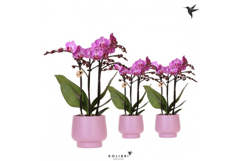 Phalaenopsis multiflora paars Kolibri Orchids Phalaenopsis violet 3spi 