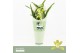 Cymbidium Cymbidium, Mint Source 1-spike Orchid Collection Potcover 1  
