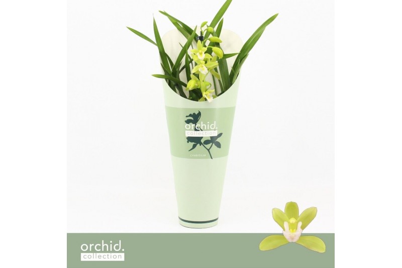 Cymbidium Cymbidium, Mint Source 1-spike Orchid Collection Potcover 1  