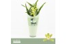 Cymbidium Cymbidium, Mint Source 1-spike Orchid Collection Potcover 1 