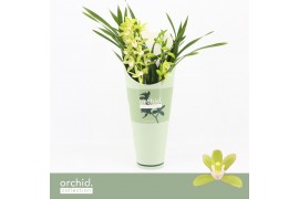 Cymbidium Cymbidium, Mint Source 2-spike Orchid Collection Potcover 2 