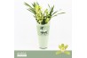 Cymbidium Cymbidium, Mint Source 2-spike Orchid Collection Potcover 2 
