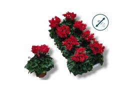 Cyclamen pers. super serie compact Cyclaam-ROOD 17 cm diameter rood