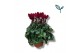 Cyclamen pers. super serie compact Cyclaam-WIJNROOD 17 cm diameter bor 